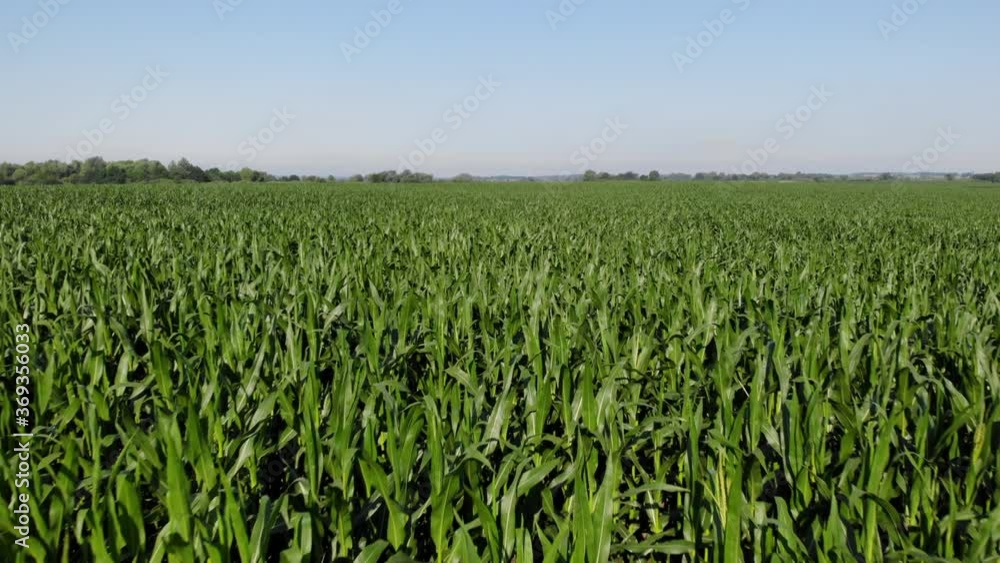 Aerial View of Corn Crops Field From Drone Point Of View Evening Sunset. Aerial, Flight Above Rural Countryside Landscape With Growing Corn Field Morning Sunset. Flight Above Cornfield. Wind Wave. Aerial View of Corn Crops Field From Drone Point Of View Evening Sunset. Aerial, Flight Above Rural Countryside Landscape With Growing Corn Field Morning Sunset. Flight Above Cornfield. Wind Wave.