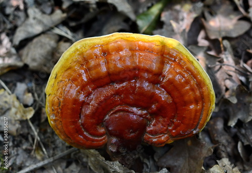 Ganoderma lucidum. lingzhi mushroom or reishi mushroom growing on trees, Herb plant for alternative medicine.