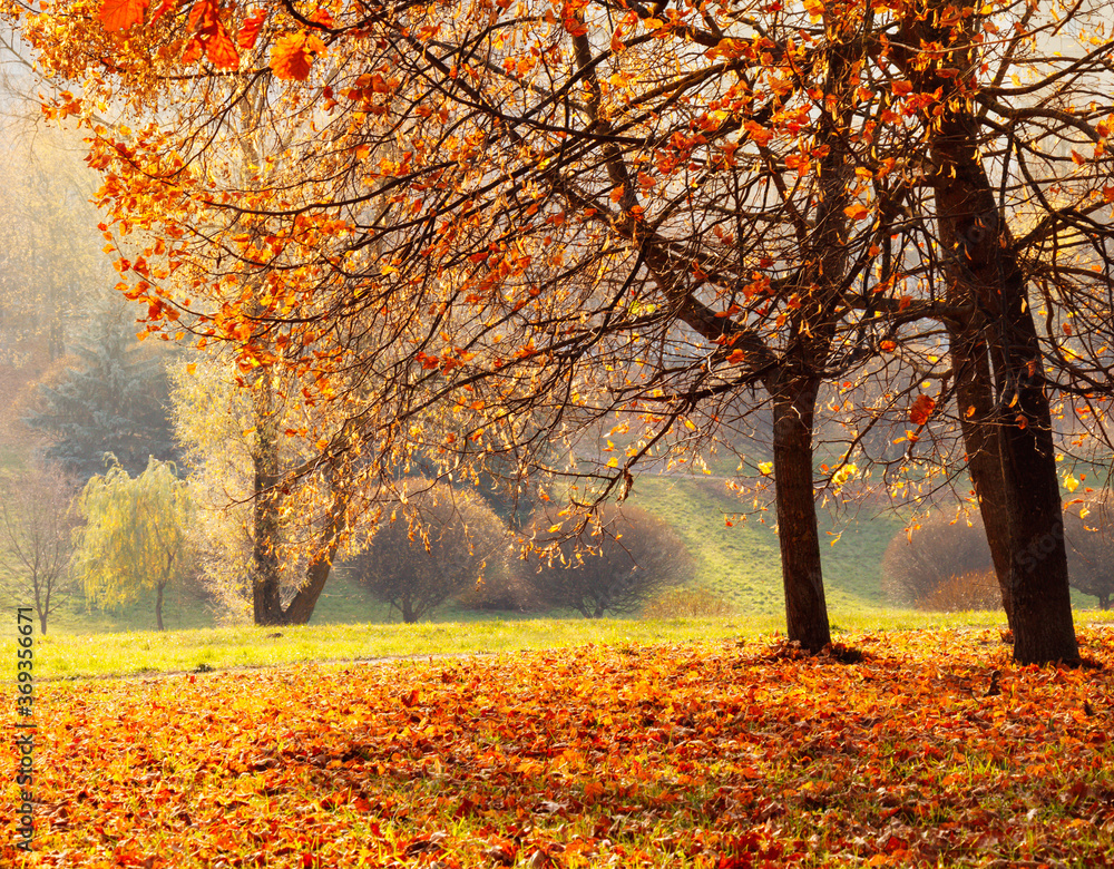 Fototapeta premium Beautiful Nature Autumn landscape