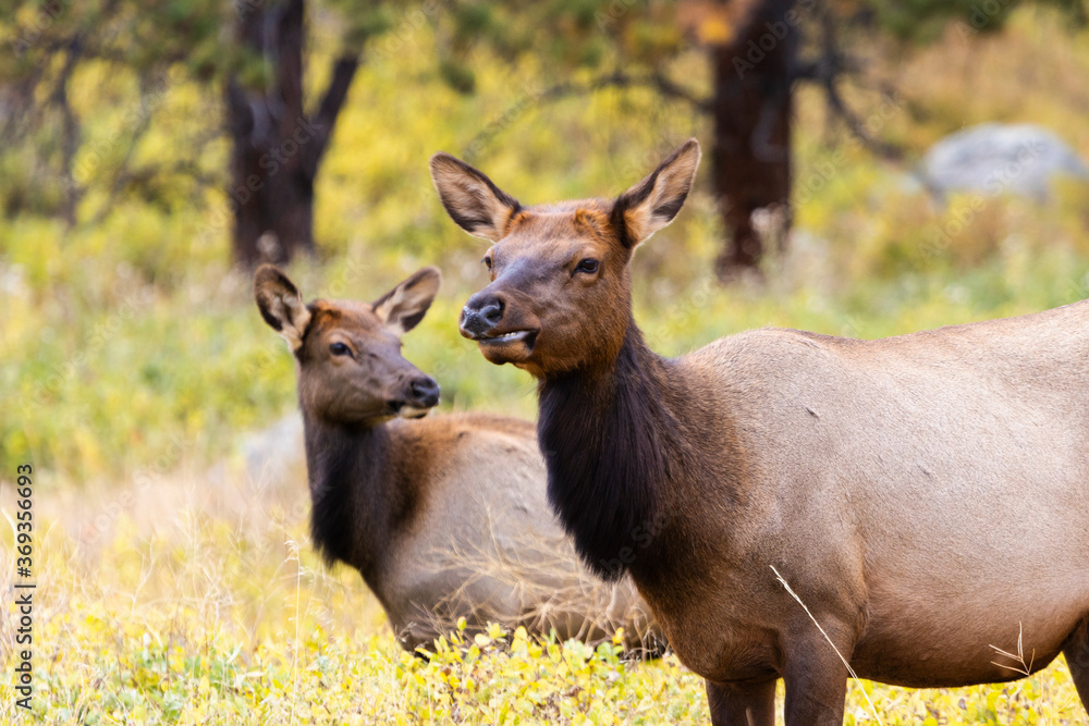 Elk Herd on a Beautiful Rocky Mountain Evening Elk Herd on a Beautiful Rocky Mountain Evening