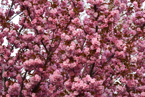 branch of pink Japanese cherry in blossom. Cherry Blossom or Sakura flower in springtime. Beautiful Pink Flowers. 