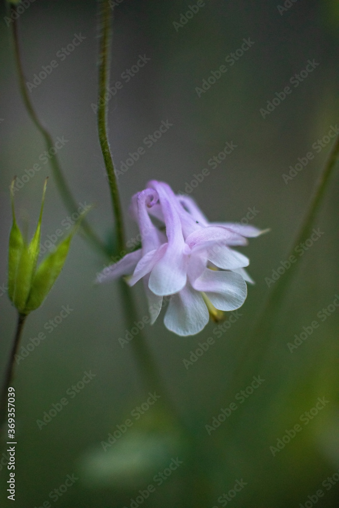 Aquilegia, wild columbine, New York State, USA.