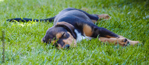 tired puppy dog ​​sleeping on the grass
