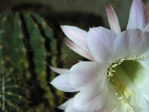  macro photo of a flower and stamens