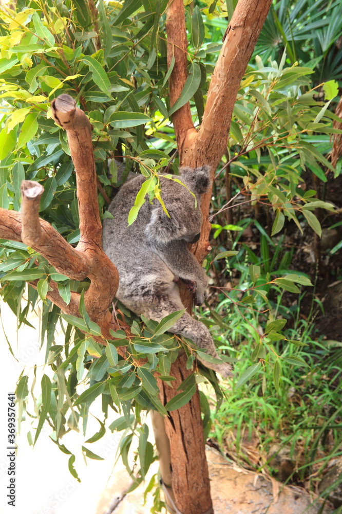 Cute Sleeping Baby Koala Bear in Queensland Australia sitting in Eucalyptus Tree. Adorable Sleepy Koala.