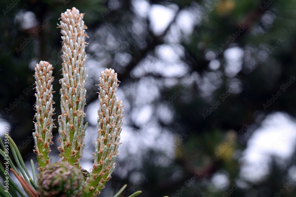 Young pine shoots in the foreground with a blurred background Young pine shoots in the foreground with a blurred background