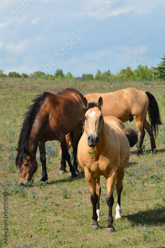 Humorous horses grazing one with weed in its mouth