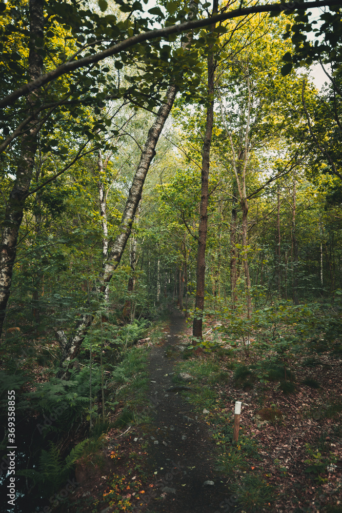 Fototapeta premium A small path through the autumn forest, branches hanging over the footpath