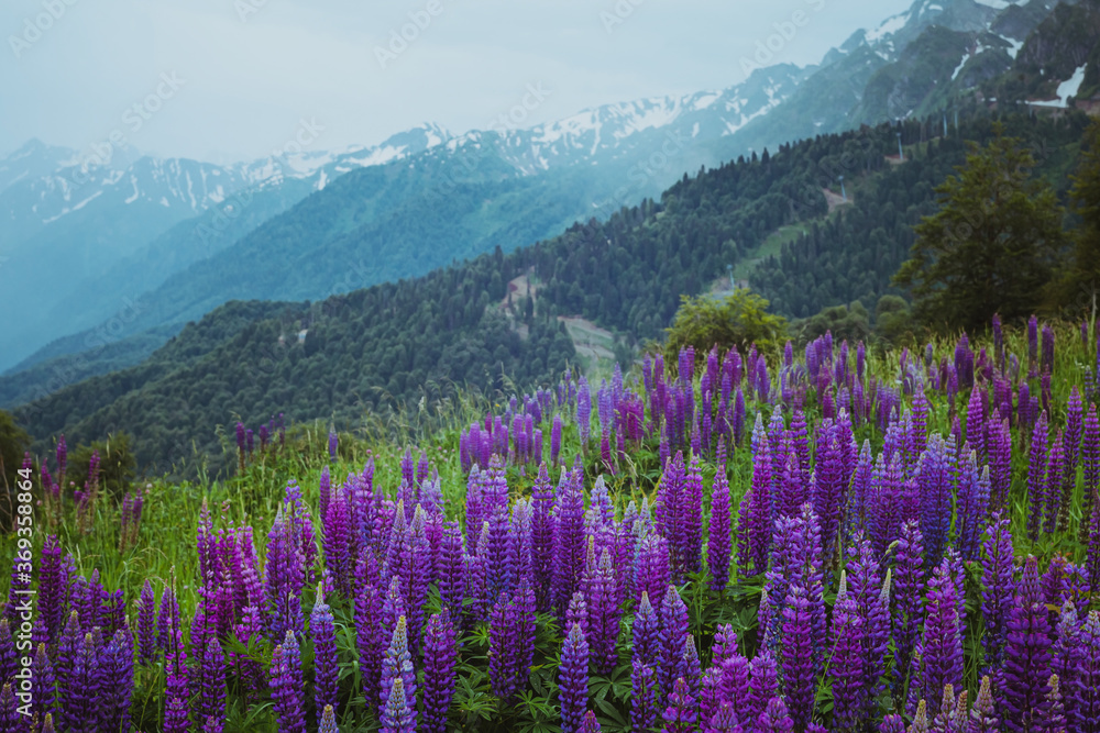 Fototapeta premium A gloomy landscape with a field of lupins in the mountains. Background with space for text