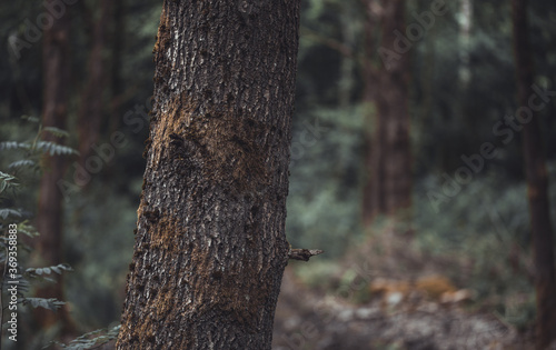 Moss on a massive old tree, natural biotics with sharp texture. photo