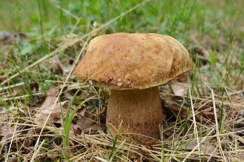 Boletus mushroom in spring forest. food from nature.