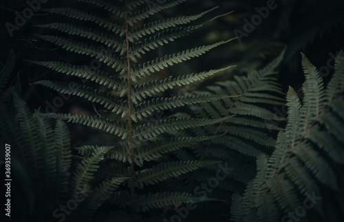 Close up of a fern / beautiful green leaves, dark moody image, abstract pattern