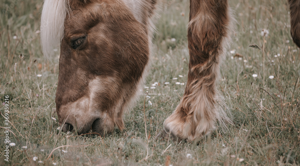 Majestic red horse grazing / on pasture, close up Majestic red horse grazing / on pasture, close up