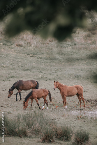 Herd of majestic red / brown horses on pasture, photo taken an early morning, Horse looking at camera