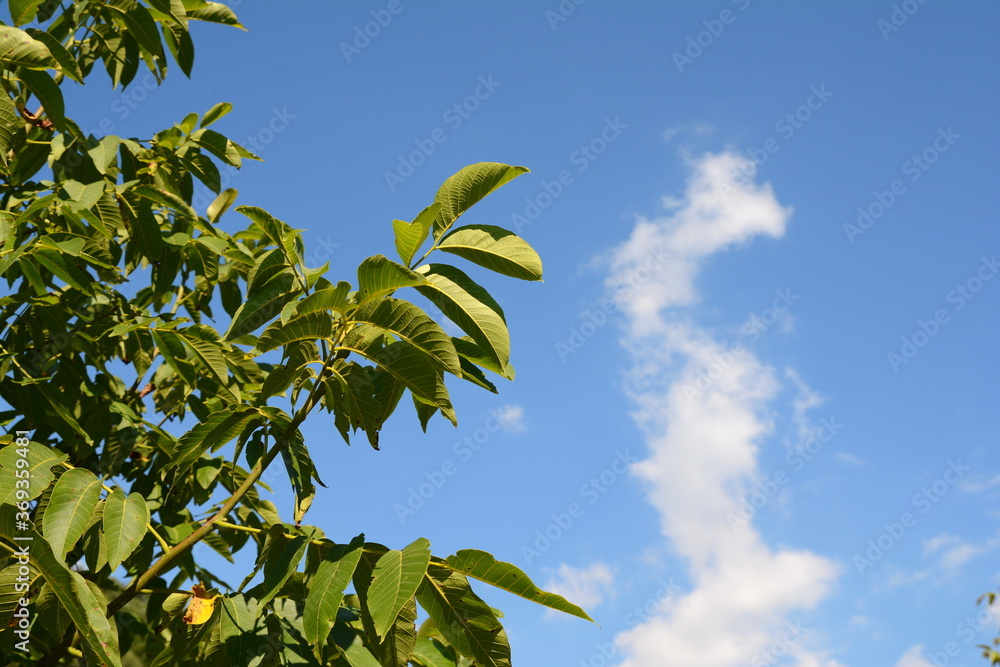 walnut branches and leaves and a blue sky in the background