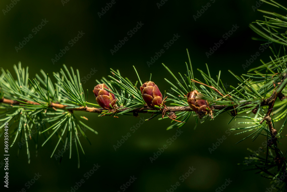 Tiny pine cones on branch Tiny pine cones on branch