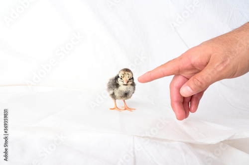 Baby Wyandotte Hen with Pointing Finger 2