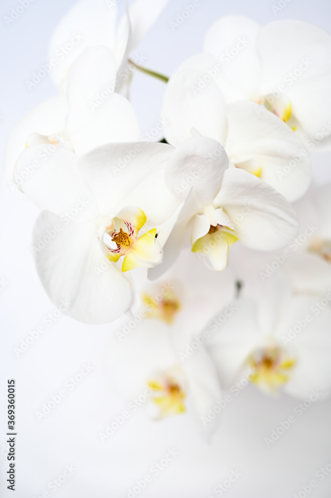 Obraz premium Orchid Blooms 2