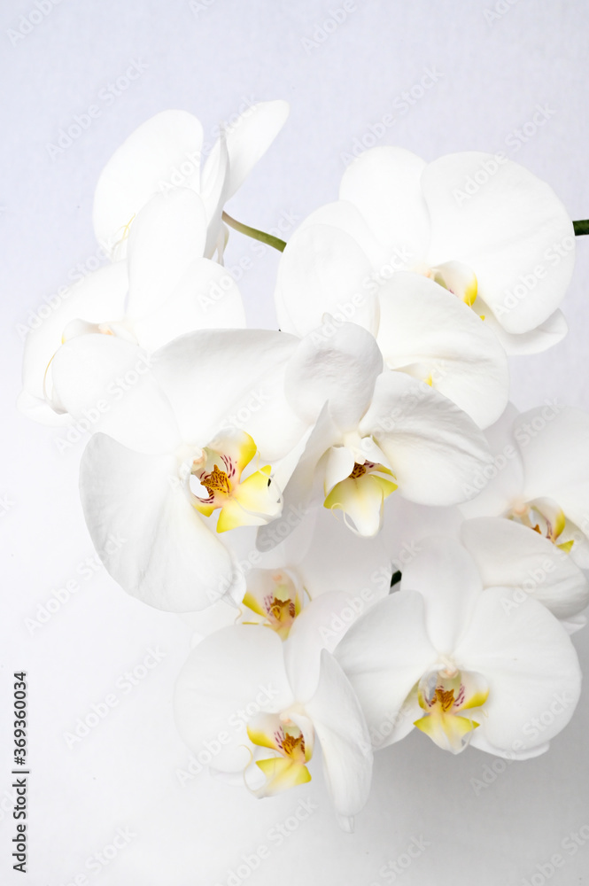 Obraz premium Kwitnie orchidea 1