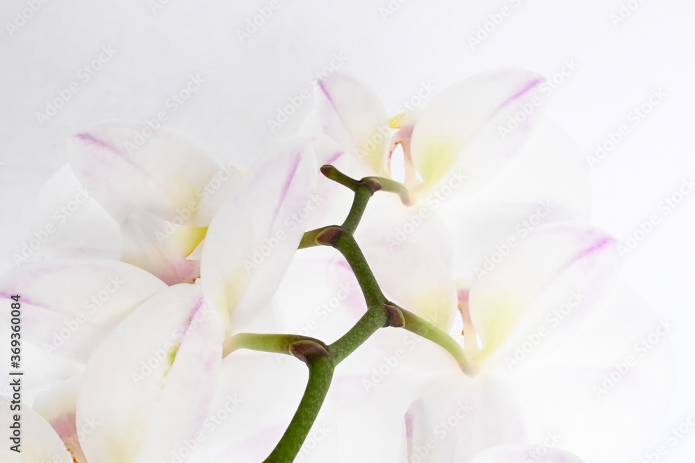 Orchid Stem 3