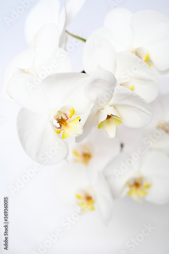 Fototapeta Naklejka Na Ścianę i Meble -  Orchid Blooms 2