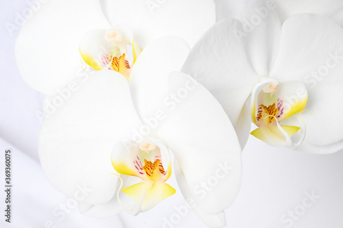 Orchid Bloom Macro 1