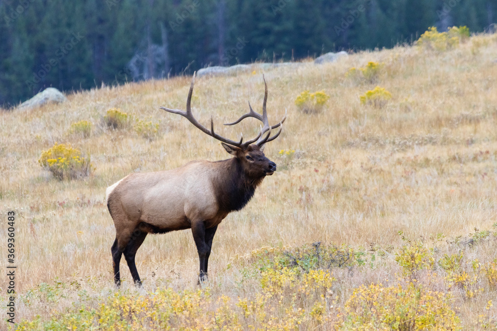 Fototapeta premium Elk Herd on a Beautiful Rocky Mountain Evening