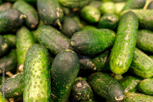 Freshly harvested small and big green Cucumbers in boxes on farmers market shelves close-up.