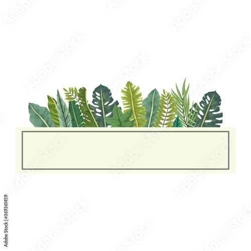 tropical leafs palm nature in ceramic pot