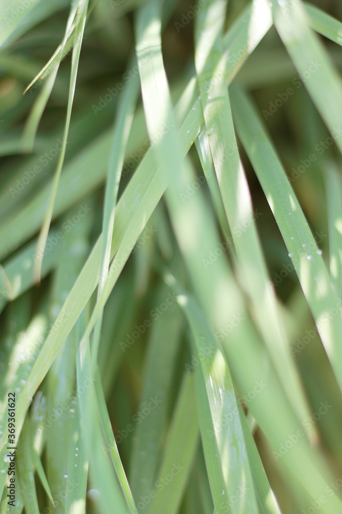 fresh green grass with dews fresh green grass with dews