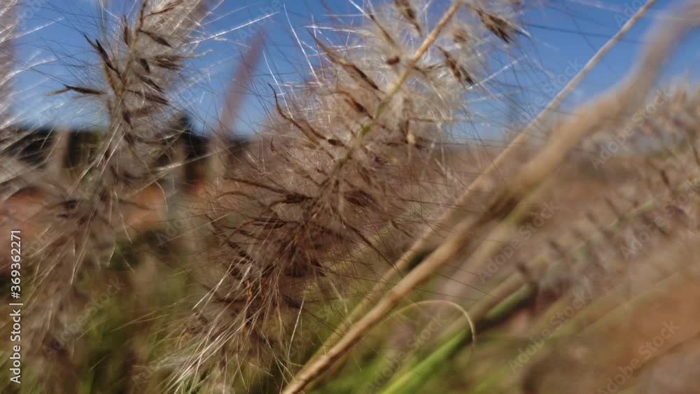 Ornamental grass seen up close