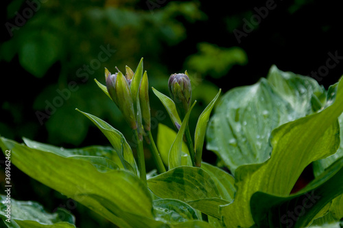 fresh leaves and buds of hosta plant  soft focus