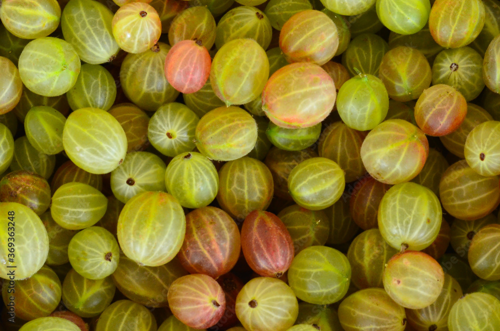 Gooseberry berry texture or background. Summer harvest from the garden