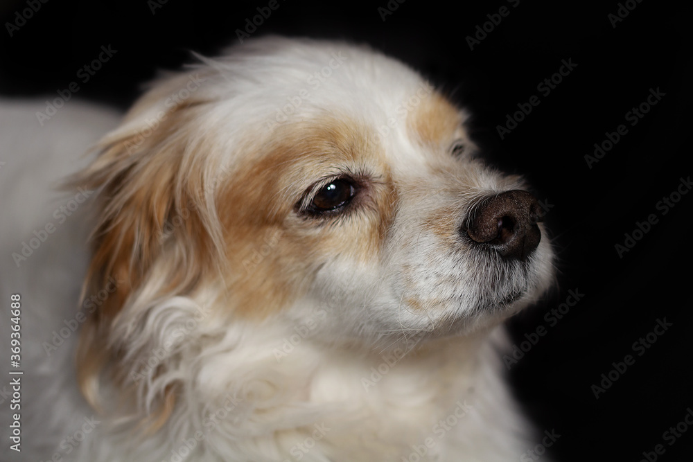 Portrait of cute posing dog, lhasa apso Portrait of cute posing dog, lhasa apso