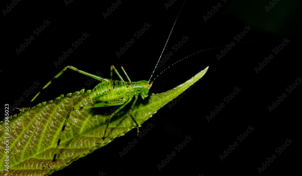 green grasshopper on a leaf green grasshopper on a leaf