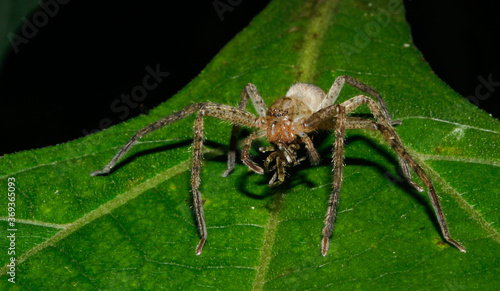 predator spider eating on a leaf
