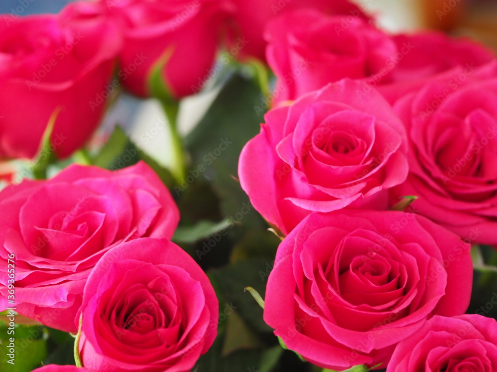 Close up Shot of a Dozen Roses Close up Shot of a Dozen Roses