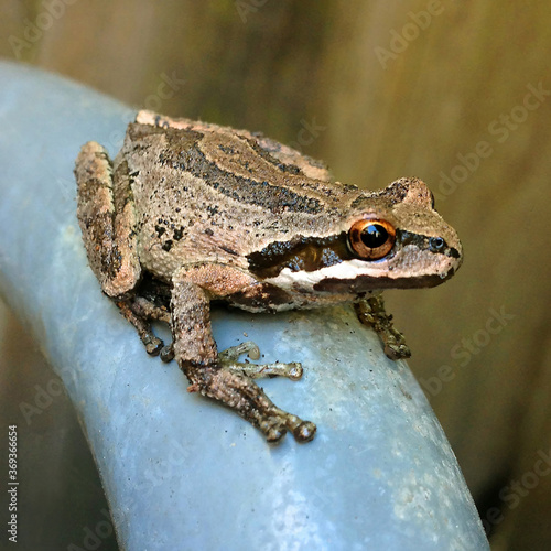 фотографія Garden frog