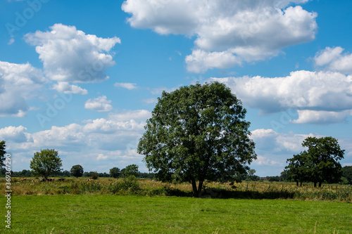 Dutch Summer landscape with tree, green grass and cloudy blue sky