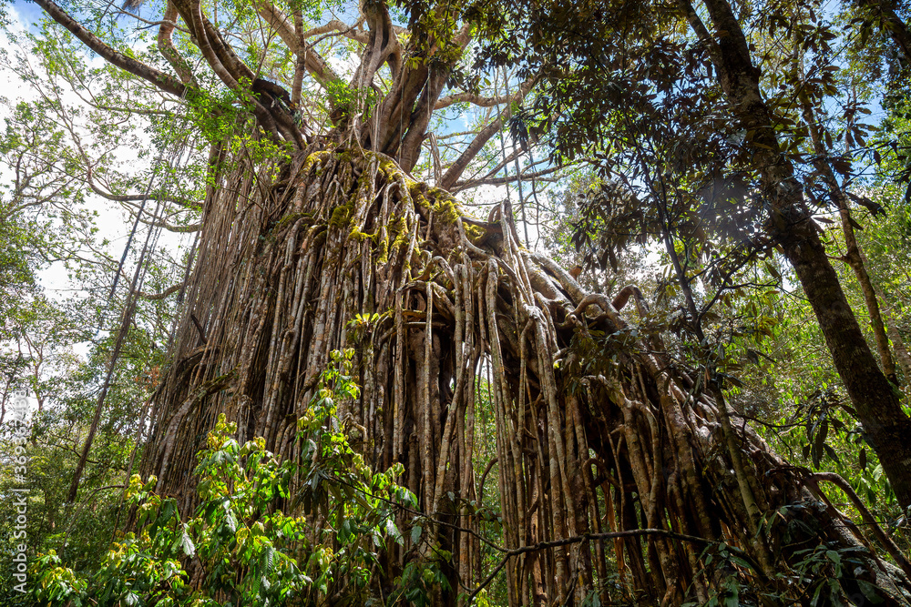 Spectacular curtain fig on the Tropical North Queensland, Australia Spectacular curtain fig on the Tropical North Queensland, Australia