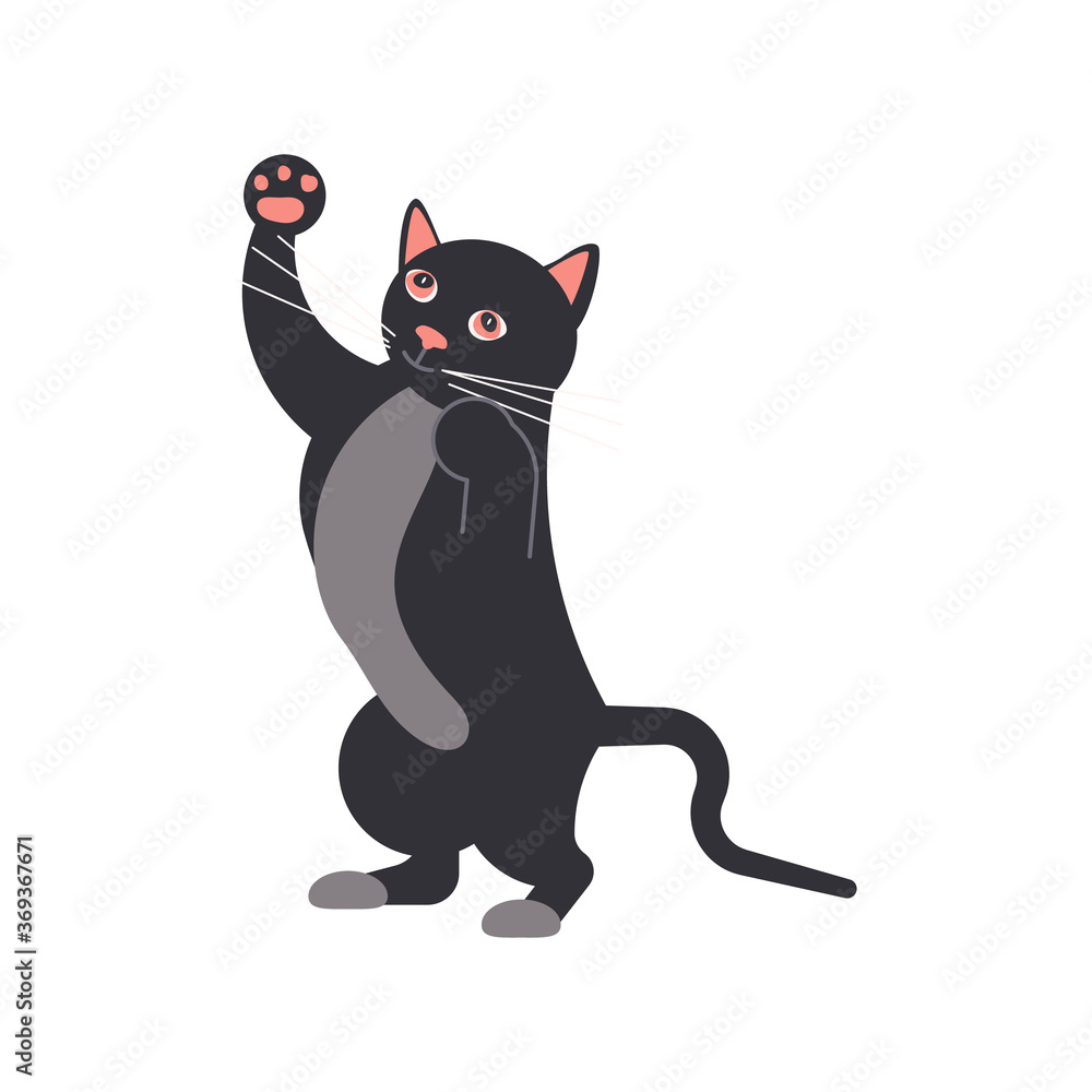 Funny black cat 