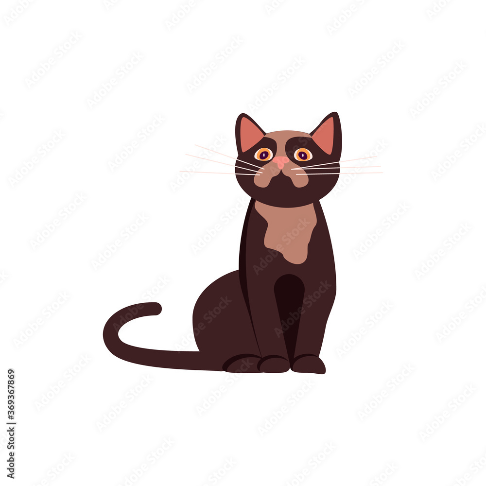 Obraz premium Funny brown cat