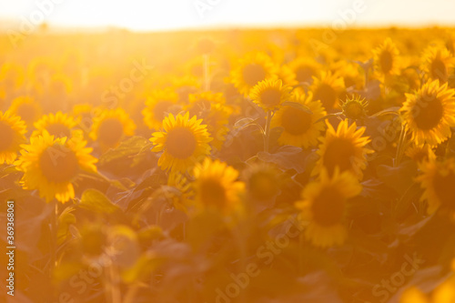 Beautiful sunflower field during sunset. Russian field with blooming yellow sunflowers in bright yellow light