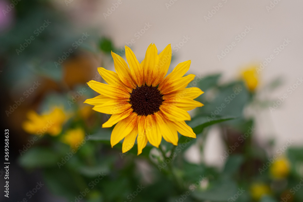 Naklejka premium or summer blooming sunflowers