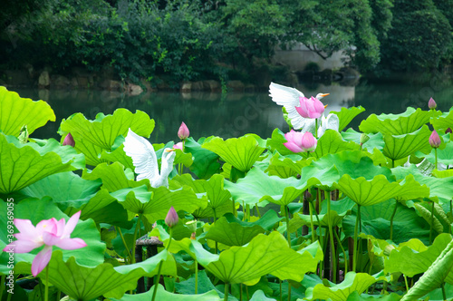 pink lotus nature water background china