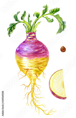 Fotografie Rutabaga vegetable (Brassica napobrassica), watercolor botanical illustration isolated on white background
