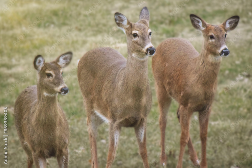 Three Deer Standing in Meadow, Close Up