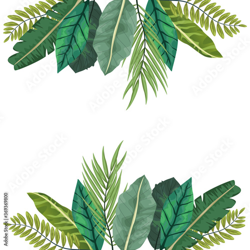 tropical leafs palm nature frame