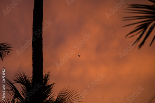 Beautiful colorful Tropical Orange Sunset Sky Airplane At distance Tree silhouttes