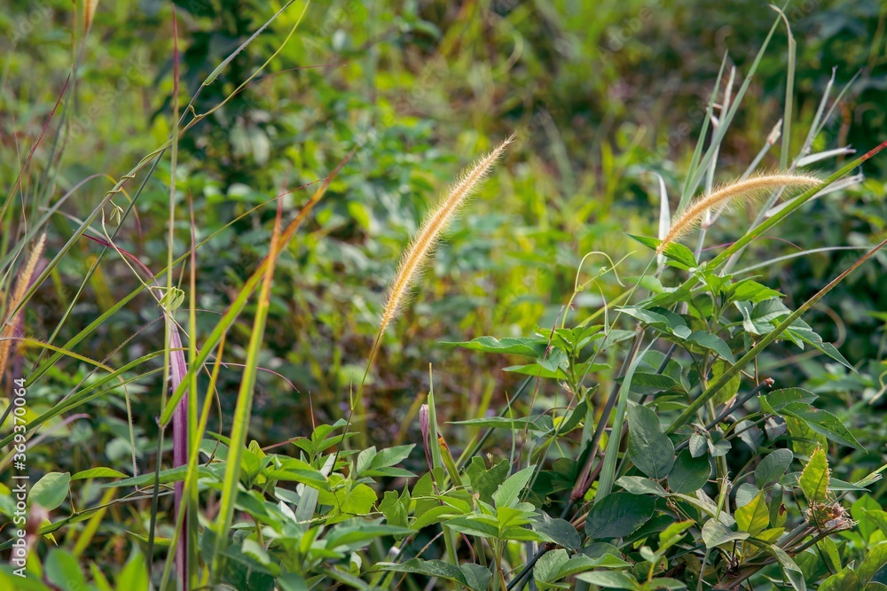 Closeup of wild field of grass in Malaysia. Closeup of wild field of grass in Malaysia.